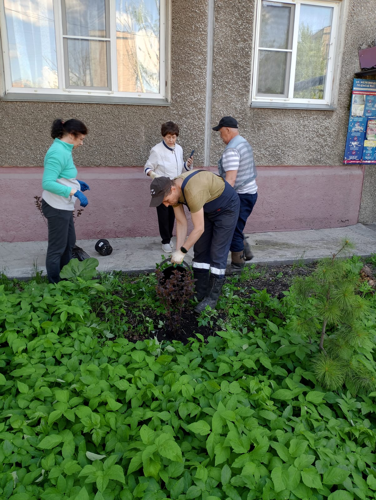 Работы по посадке кустарников низкорослого типа на придомовой территории /  Новости / Муниципальная управляющая компания